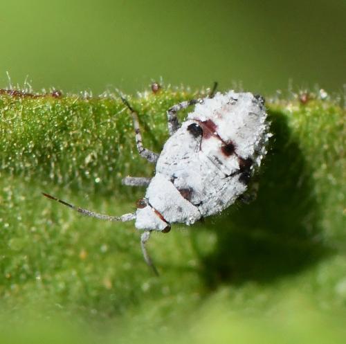 Réf. 231 122 : Deraeocoris schach